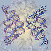 Tetrahydrofolate riboswitches, illustration