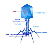 T4 bacteriophage structure, illustration