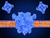 Transient receptor potential channel TRPM7, illustration