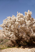 White broom (Retama raetam)