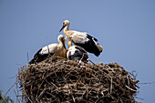 Nest of a white stork