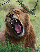 Roaring male lion