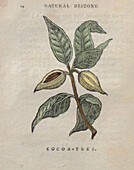 Cocoa tree, 18th century illustration