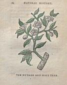 Nutmeg and mace tree, 18th century illustration