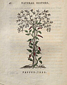 Pepper tree, 18th century illustration
