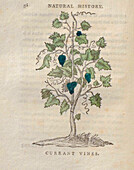 Currant vines, 18th century illustration