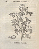 Cotton plant, 18th century illustration