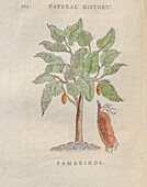 Tamarind (Tamarindus indica), 18th century illustration