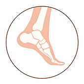 Foot and ankle bones, illustration