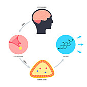 Stress response, illustration