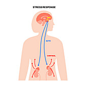 Stress response, illustration