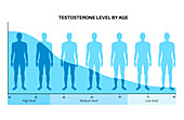 Testosterone levels by age, illustration