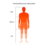 Testosterone levels, illustration