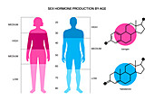 Testosterone and oestrogen levels by age, illustration