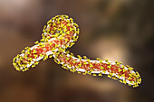 Marburg virus, illustration