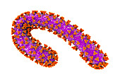 Marburg virus, illustration