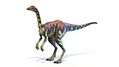 Archaeornithomimus dinosaur, illustration