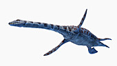 Attenborosaurus plesiosaur, illustration