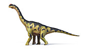 Camarasaurus dinosaur, illustration