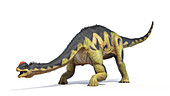 Camarasaurus dinosaur, illustration