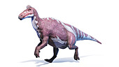 Edmontosaurus dinosaur, illustration