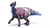 Edmontosaurus dinosaur, illustration