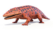 Eryops prehistoric amphibian, illustration