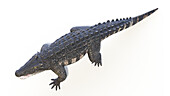 Kaprosuchus prehistoric crocodile, illustration