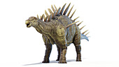 Kentrosaurus dinosaur, illustration