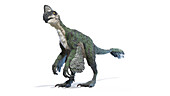 Oviraptor dinosaur, illustration