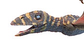 Peteinosaurus pterosaur, illustration