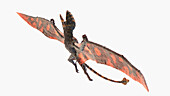 Peteinosaurus pterosaur, illustration