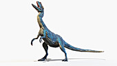 Proceratosaurus dinosaur, illustration