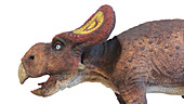 Protoceratops dinosaur, illustration