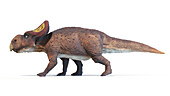 Protoceratops dinosaur, illustration