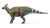 Tsintaosaurus dinosaur, illustration