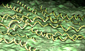 Borrelia burgdorferi bacteria, illustration