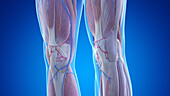Anatomy of the knees, illustration