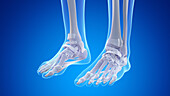 Bones and ligaments of the feet, illustration