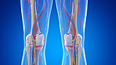 Posterior anatomy of the knees, illustration