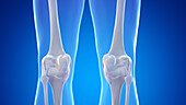 Bones and ligaments of the posterior knee, illustration
