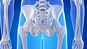 Bones and ligaments of the posterior hip, illustration