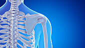 Bones and ligaments of the shoulder, illustration