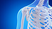 Bones and ligaments of the shoulder, illustration