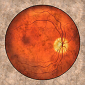 Normal retina, illustration