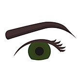 Eye and eyebrow, illustration