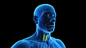 Thyroid gland, illustration