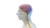 Brain and head nerves, illustration