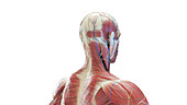 Posterior anatomy of the head and neck, illustration