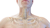 Anterior cervical spine, illustration